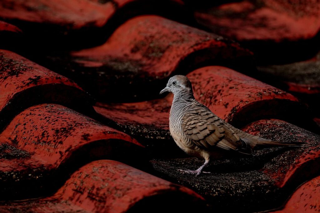 Vögel aus den Dachrinnen fernhalten